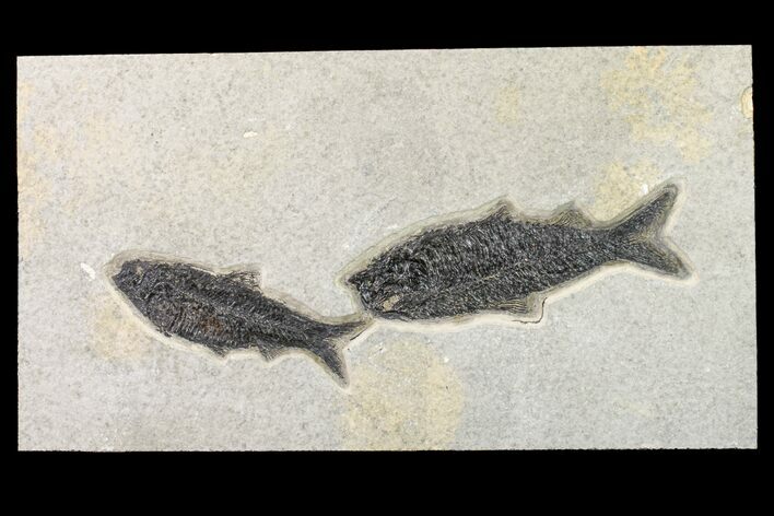 Two Detailed Fossil Fish (Knightia) - Wyoming #163437